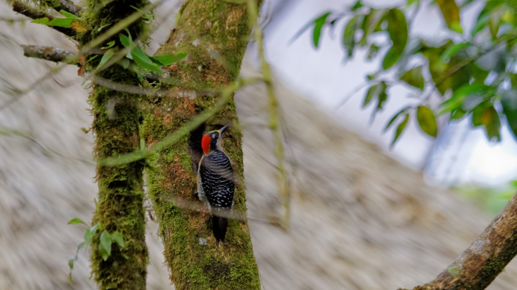 01 - Volcan Poas (10) Pic de Pucheran.jpg